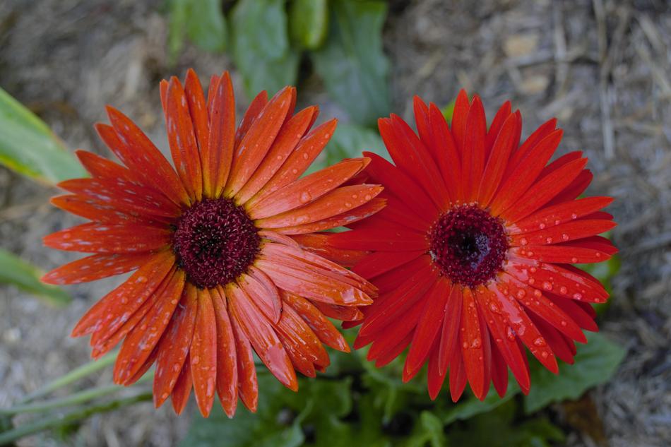 Flora Flower Nature