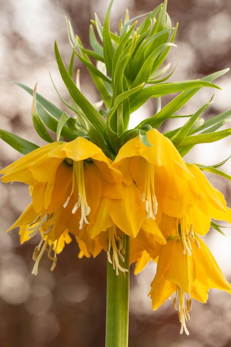 Imperial Crown Nature Flower