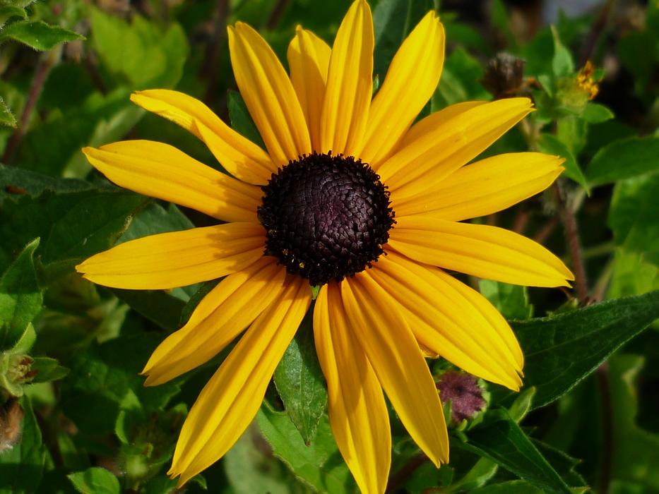 Coneflower Flower Yellow