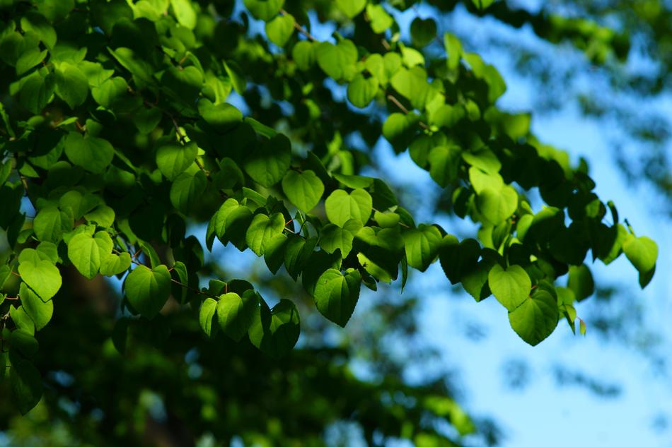 Leaf Nature Growth