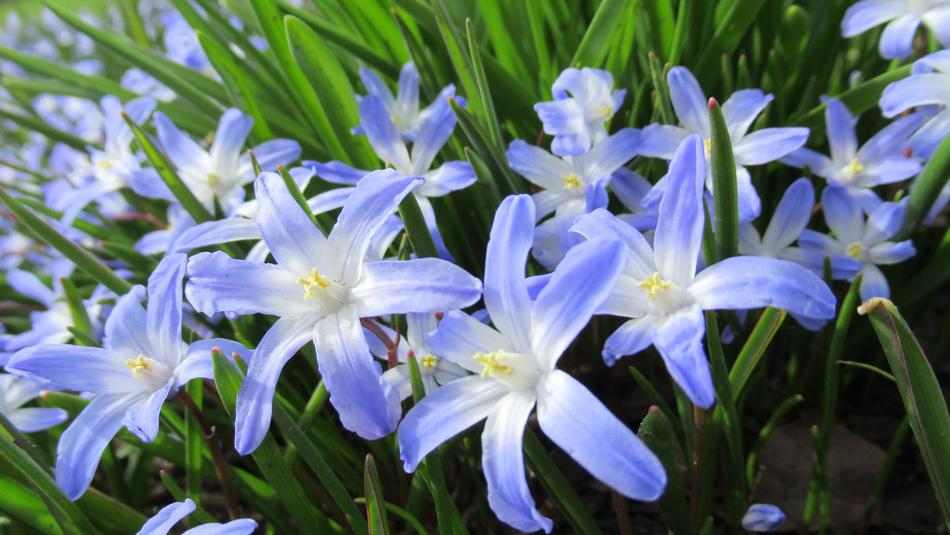 blue flowers in green grass