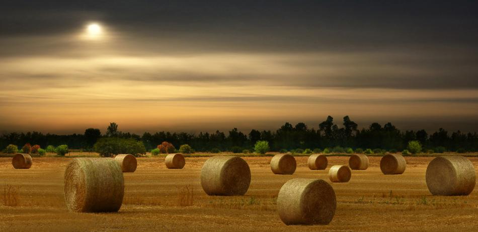 straw bales in a wheat field landscape