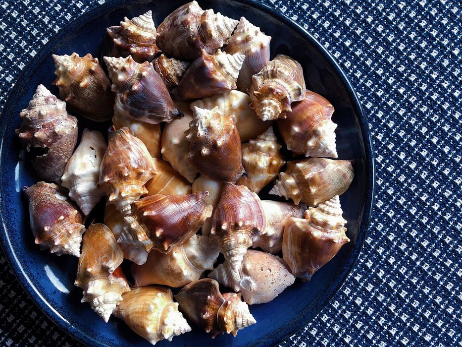 Conch Shells Seashells