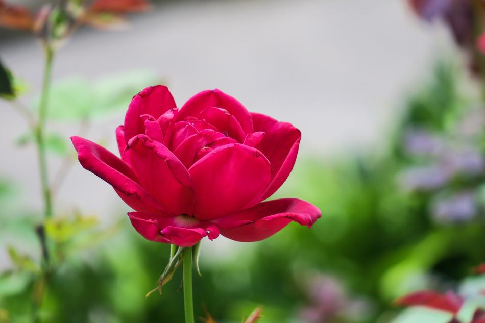 Flower Nature Plant