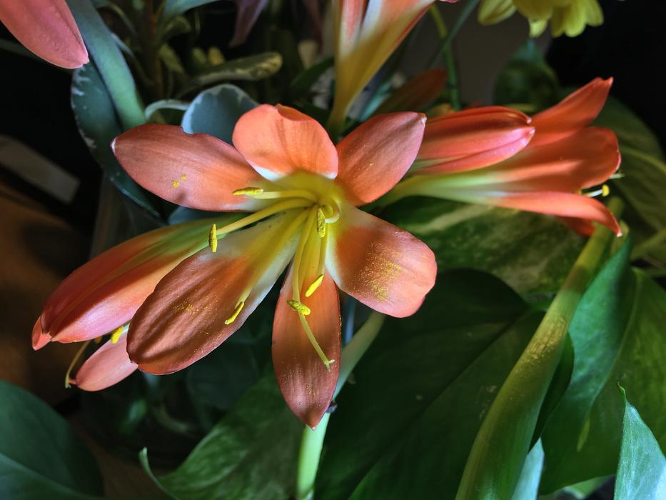 Orange Flower Petals