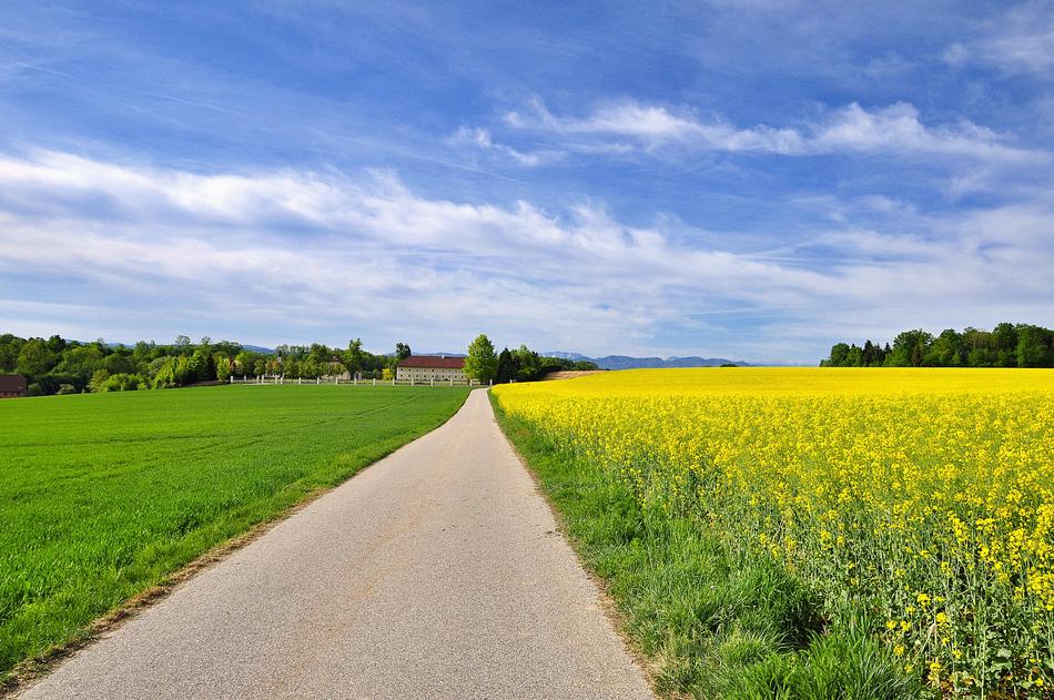 Nature Landscape Blooming Rape