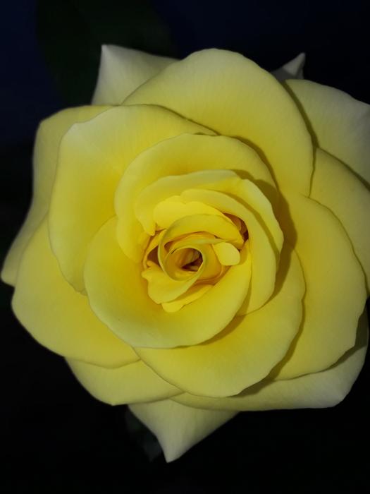 Flower Petal Rose