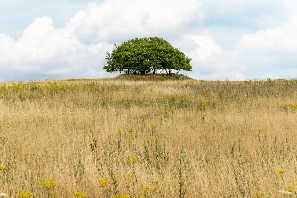 Landscape Nature Field