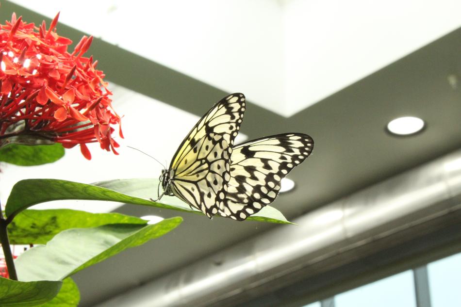 Nature Butterfly Flower