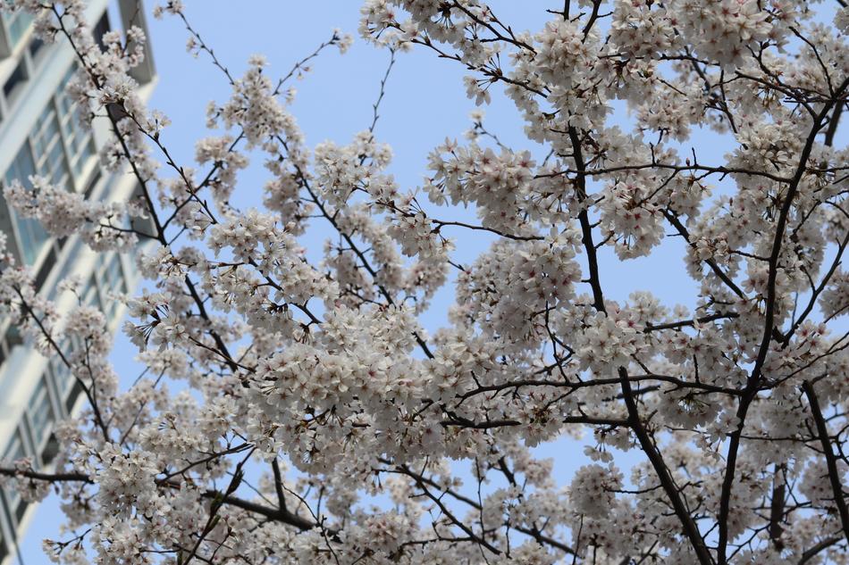 Tree Branch Cherry