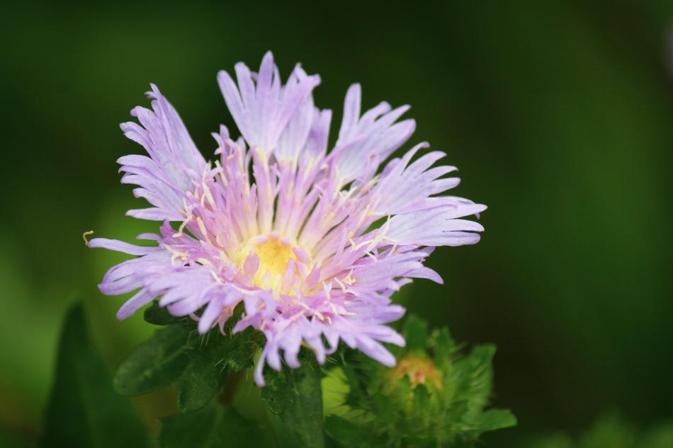 Purple Flower Bloom