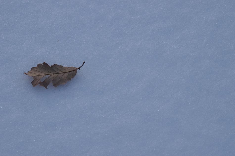 a dry leaf in the cold snow