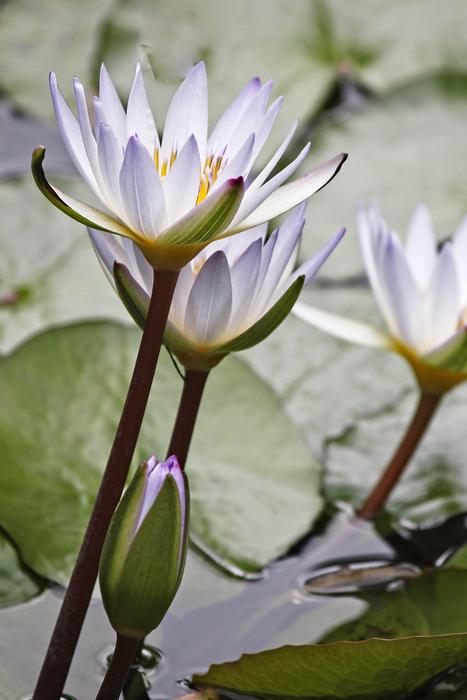 Lily Waterlily White