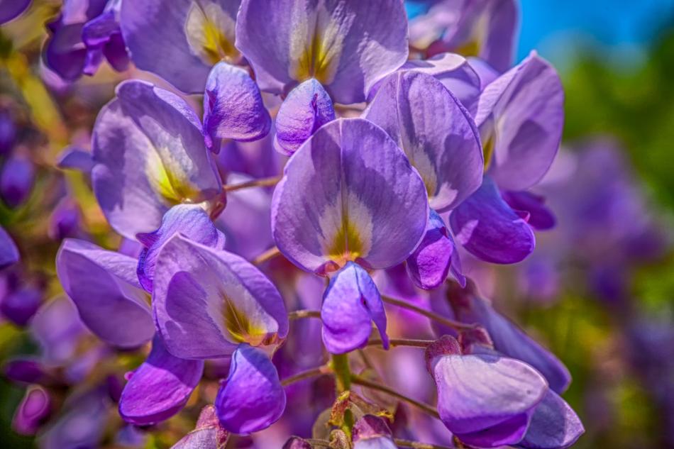 Blue Rain Wisteria Flower