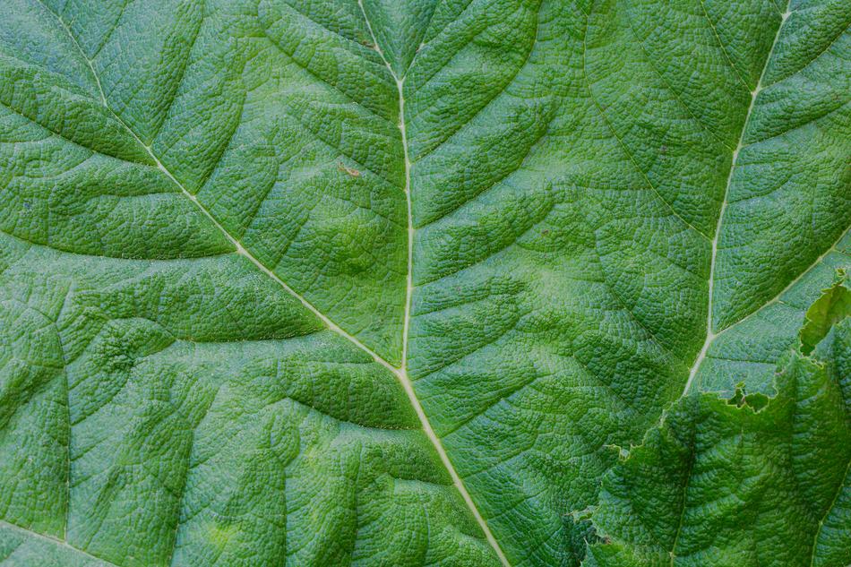 Leaf Plant Growth