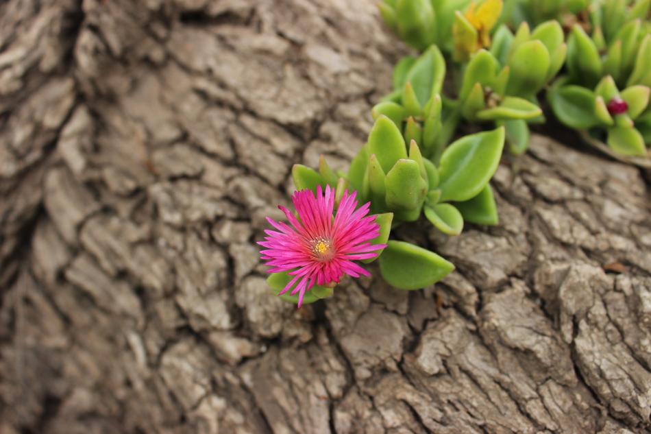 Nature Plant Flower