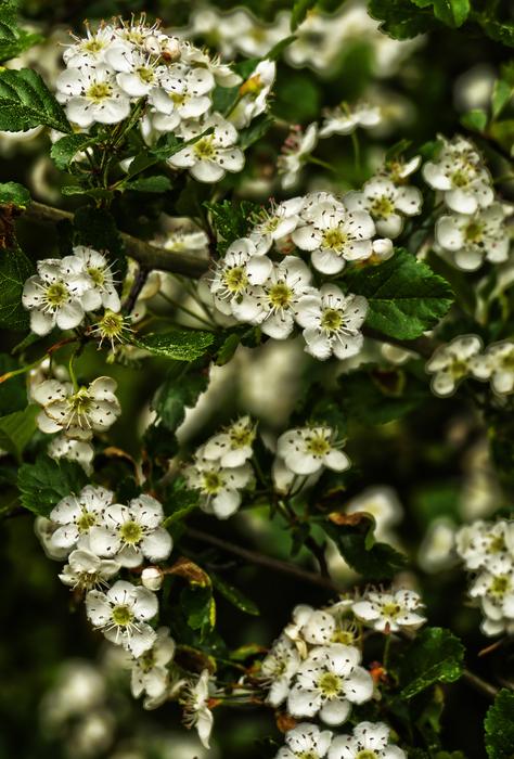 Blossom Bloom Schlehe Blackthorn