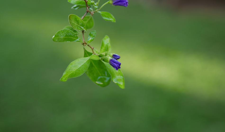 Leaf Flora Nature