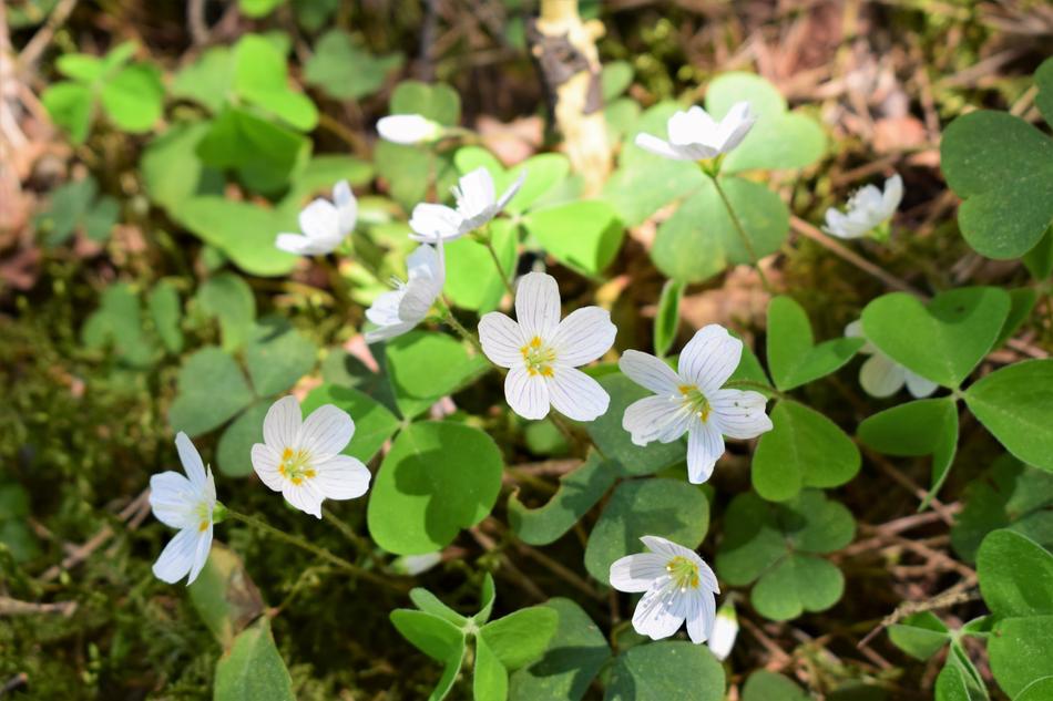 Flower Plant Nature