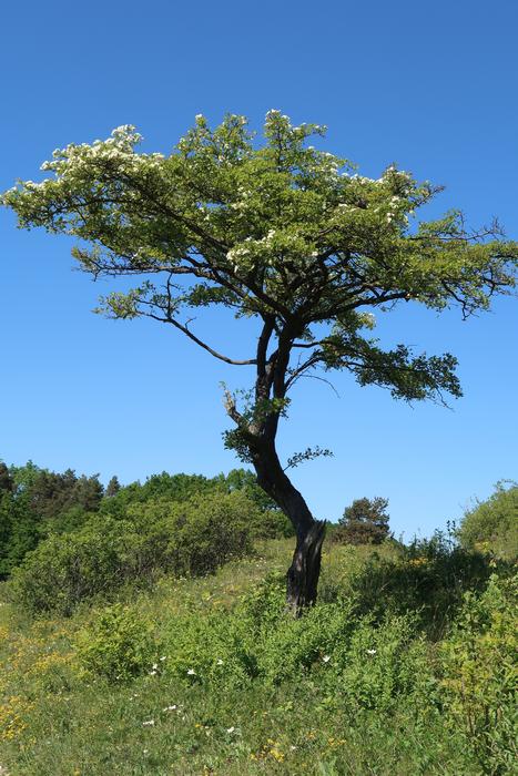the tree is a beautiful plant