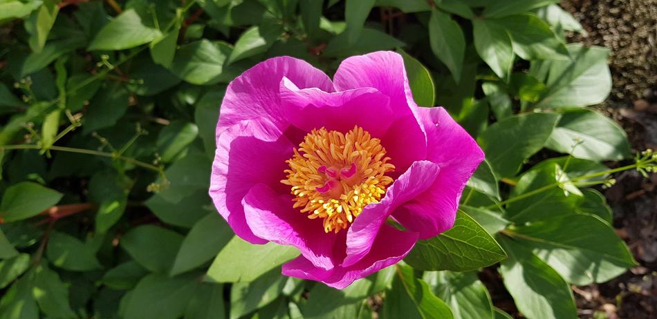 Nature Plant Flower