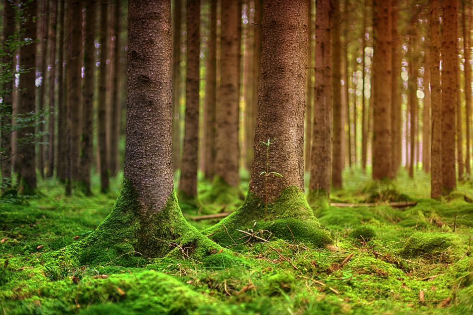 Forest Nature Moss