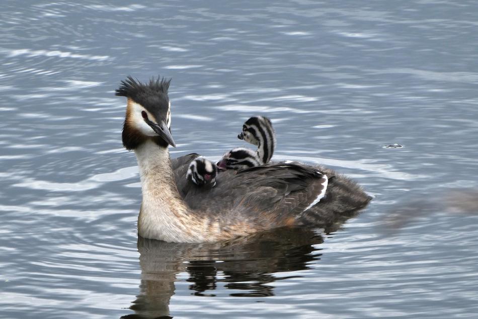 Great Crested Grebe With Young Boy birds
