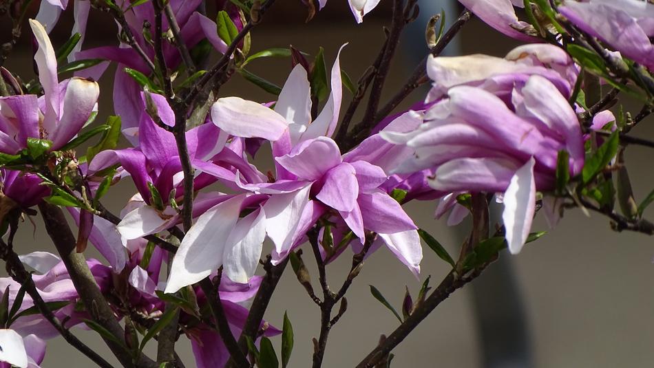 Flower Plant Nature