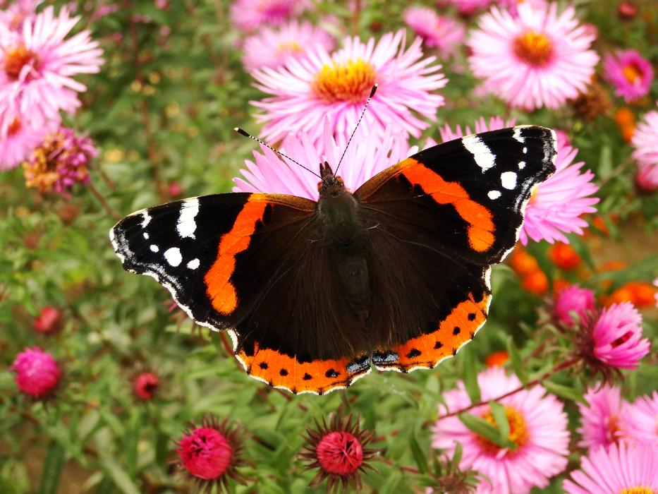 Nature Butterfly Day Insect