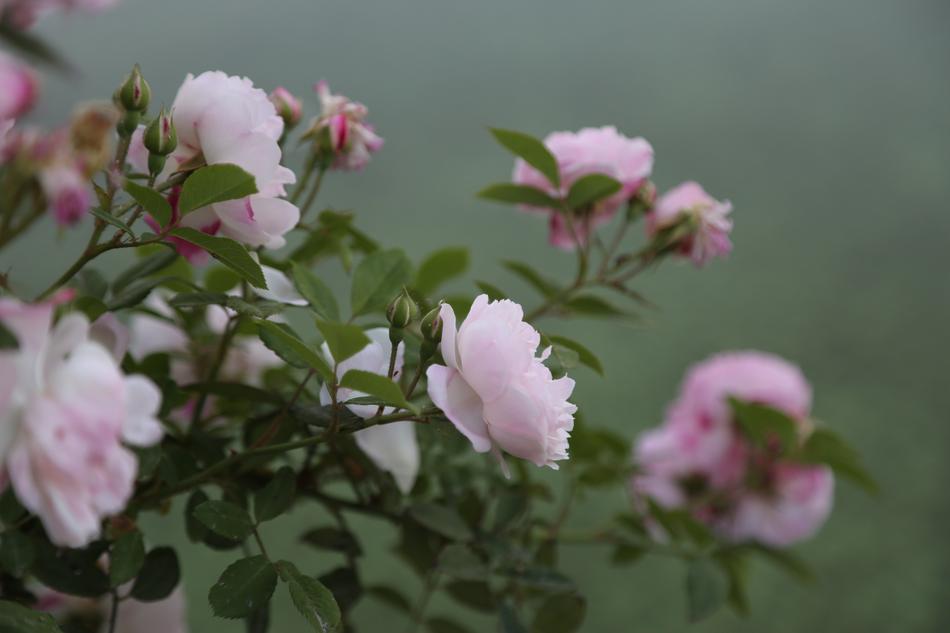 Rose Pinkish Flower