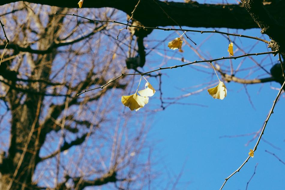 Tree Nature Branch