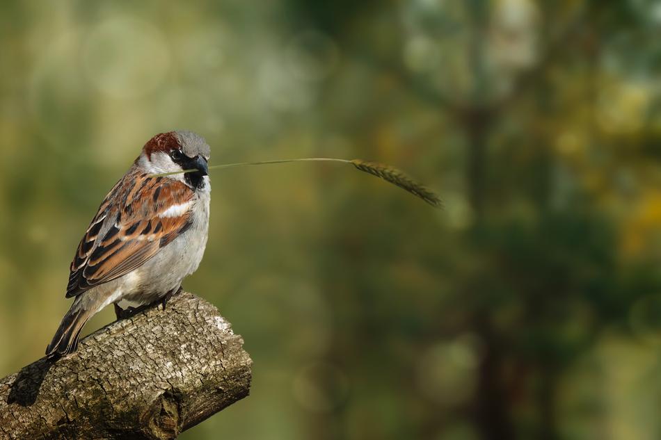 Nature Animal World Bird