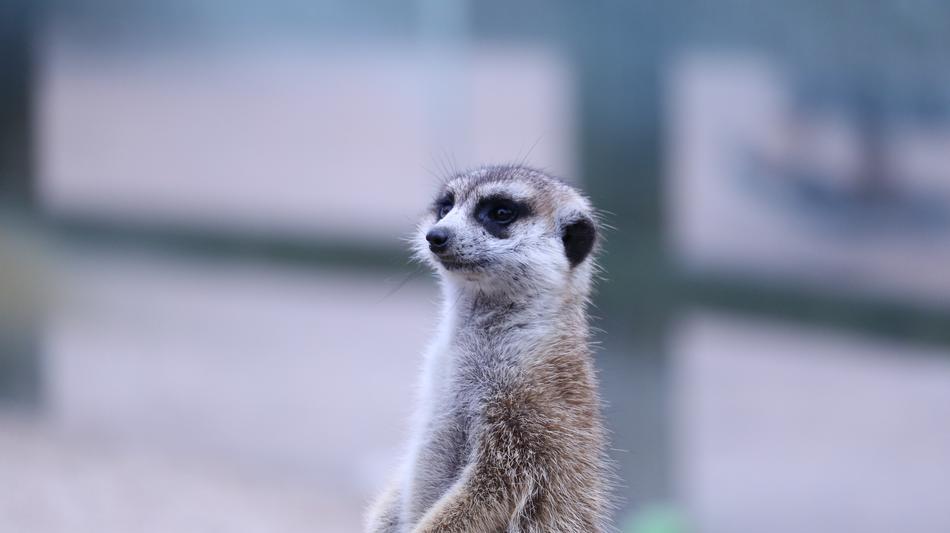 Wildlife Nature Cute