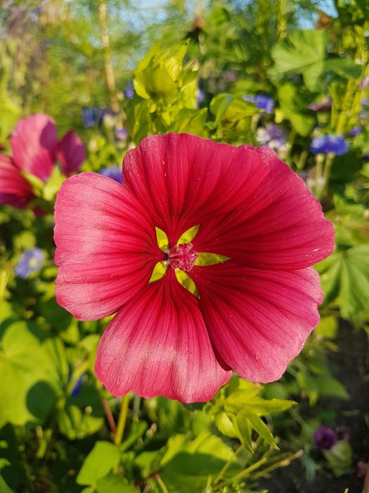 Flower Nature Garden