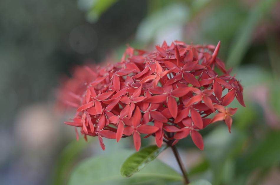 Nature Flower Plant
