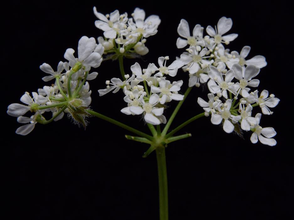 Wild Carrot Mohr Bloom Daucus