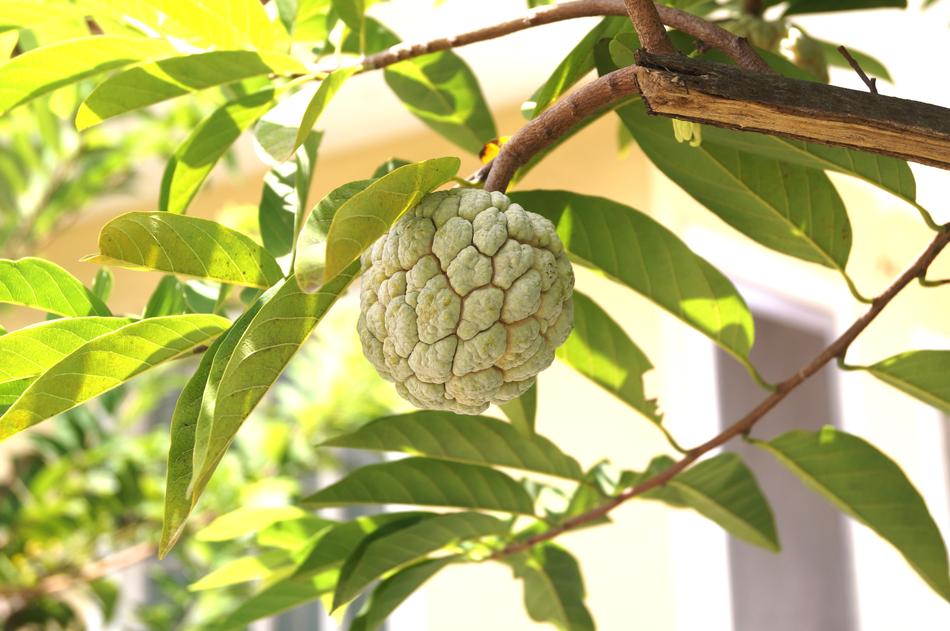 Tree Nature Leaf