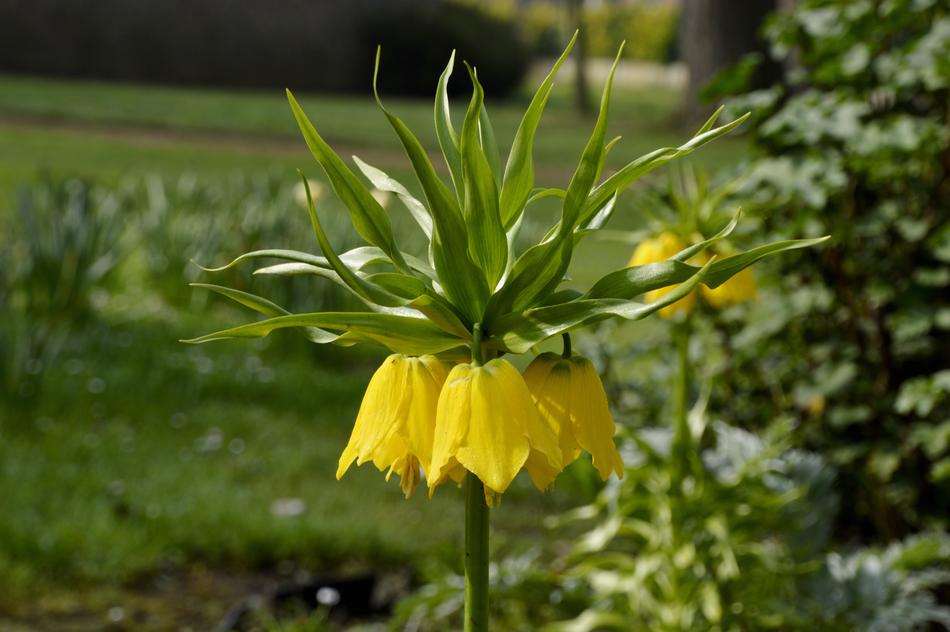 open view of the flower
