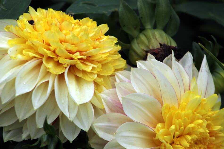 Flower Nature Flora