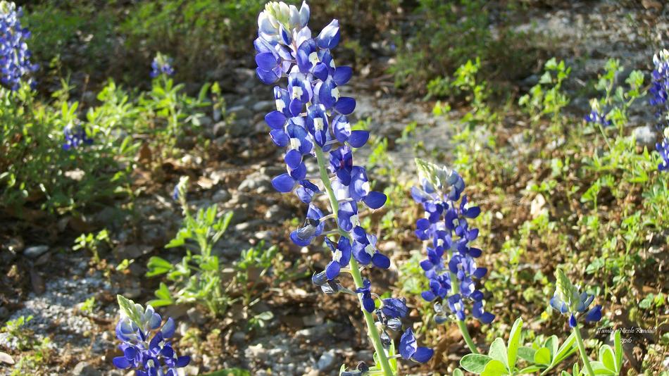Flower Nature Flora