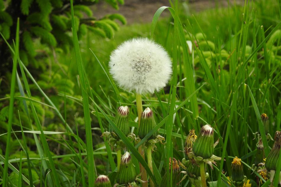 fluffy white flower in the grass