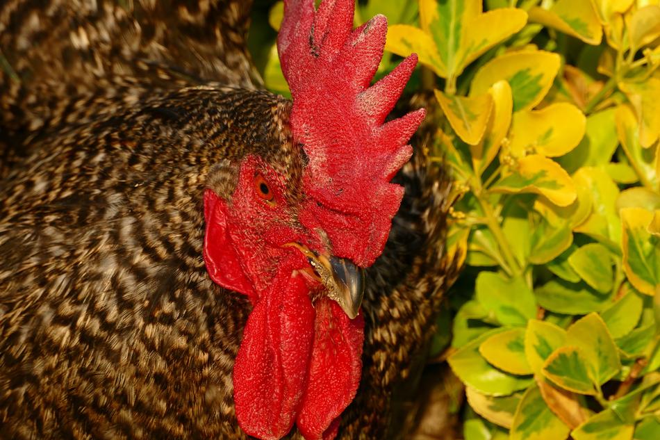 Cock Economic Animal
