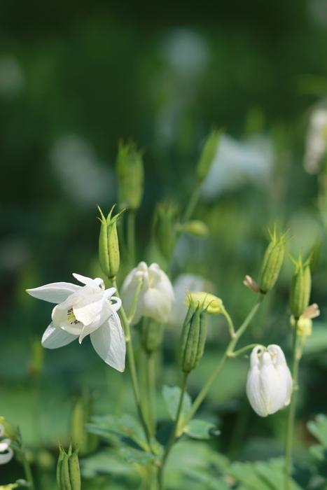 Nature Plants Flowers