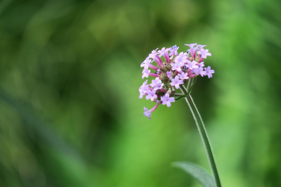 Flower Plant Nature