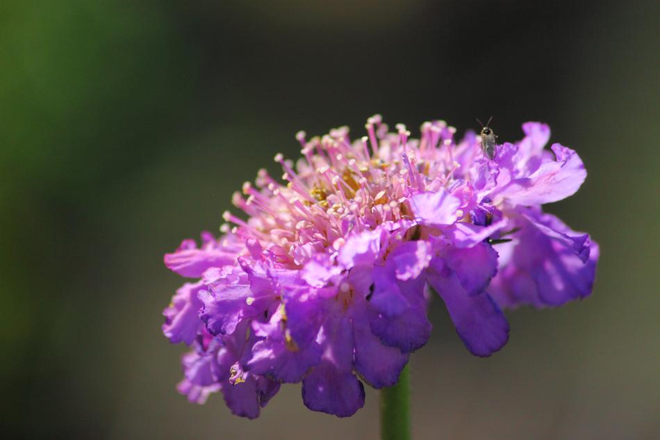 Flower Nature Flora