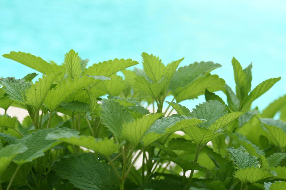 Leaf Plant Nature