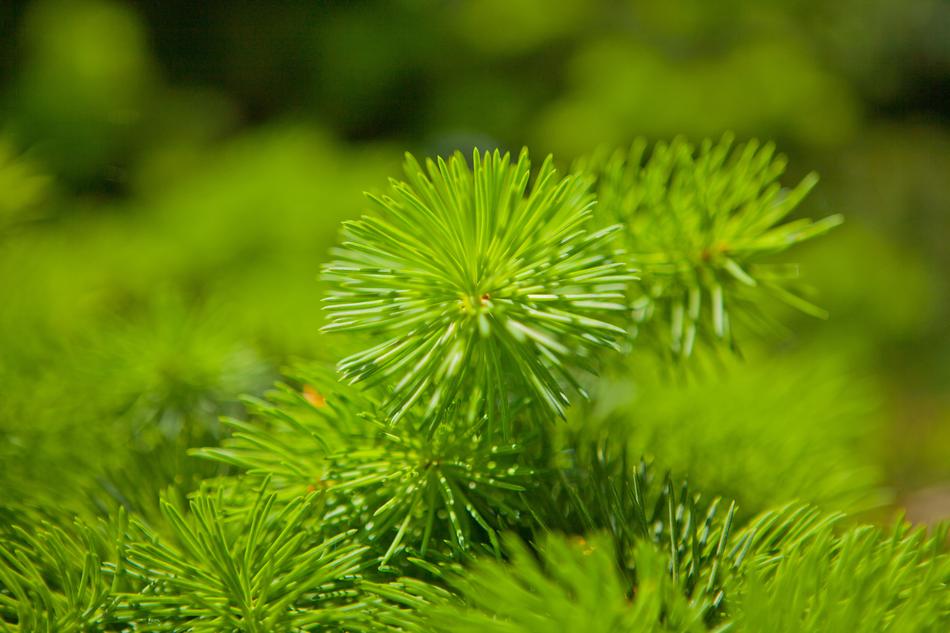 Nature Tree Plant