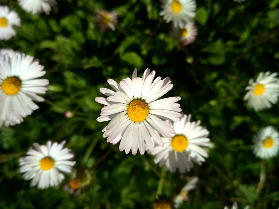 Nature Flower Flora