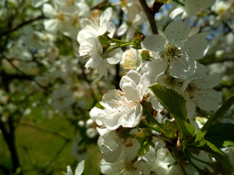 Tree Flower Flora