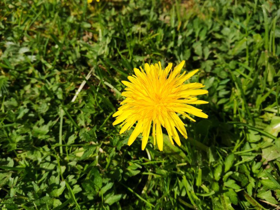 Spring Dandelion Grass